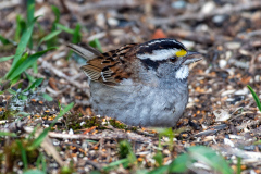 White-throated Sparrow 3