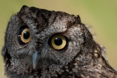 Screech-Owl