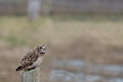 Short-Eared-Owl-2