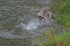Wolf-Pup-and-Salmon