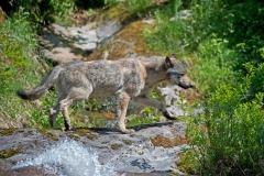 Wolf-on-a-Waterfall