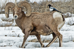 Magpie (with Mtn. Sheep)