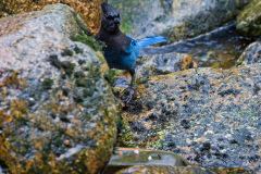 Steller's Jay and Salmon Eggs