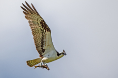 Osprey and Trout 2