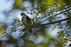 Osprey-in-a-Tree