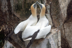 Courting Gannets