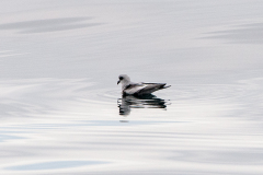 Fork-tailed Storm Petrel 2
