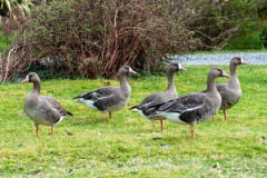 Greater White-Fronted Geese 2