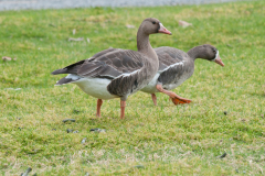 Greater-White-fronted-Geese