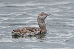 Immature Red-throated Loon