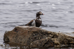 Long-tailed Duck 2