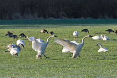 Swan-Dance