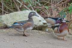 Wood-Ducks