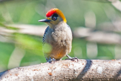Golden-cheeked Woodpecker 2