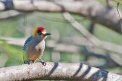 Golden-cheeked-Woodpecker
