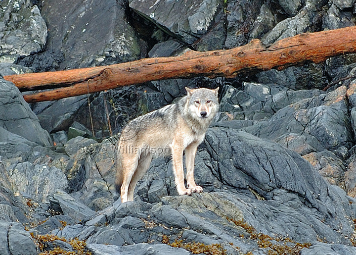 Coastal-Wolf1.jpg