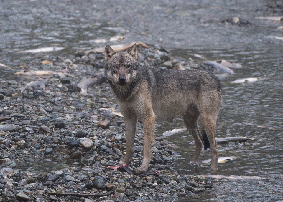 Wolf-Looks-Up.jpg