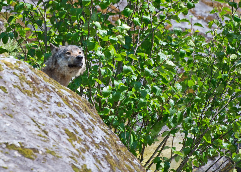 On-The-Lookout.jpg