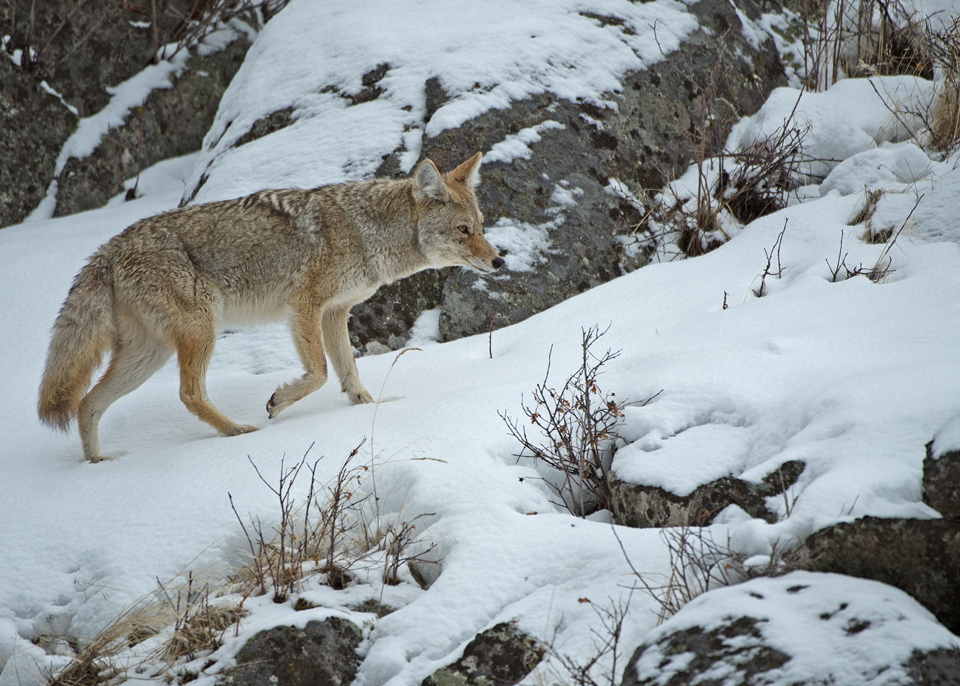 Coyote-on-Snow.jpg