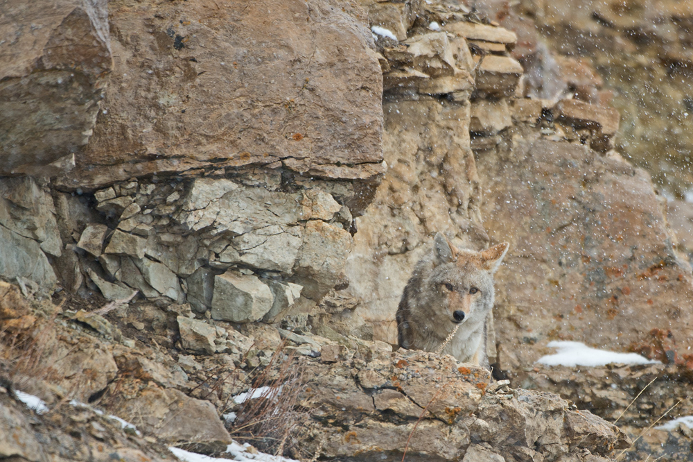 Cliff-Face-Coyote.jpg