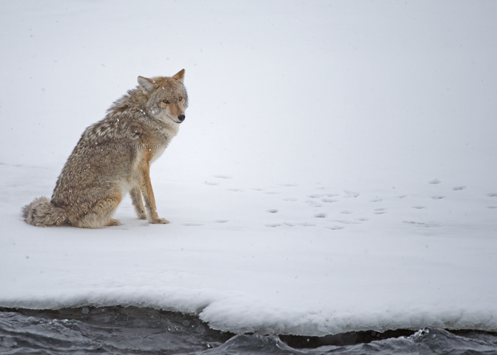 Snowy-Coyote.jpg