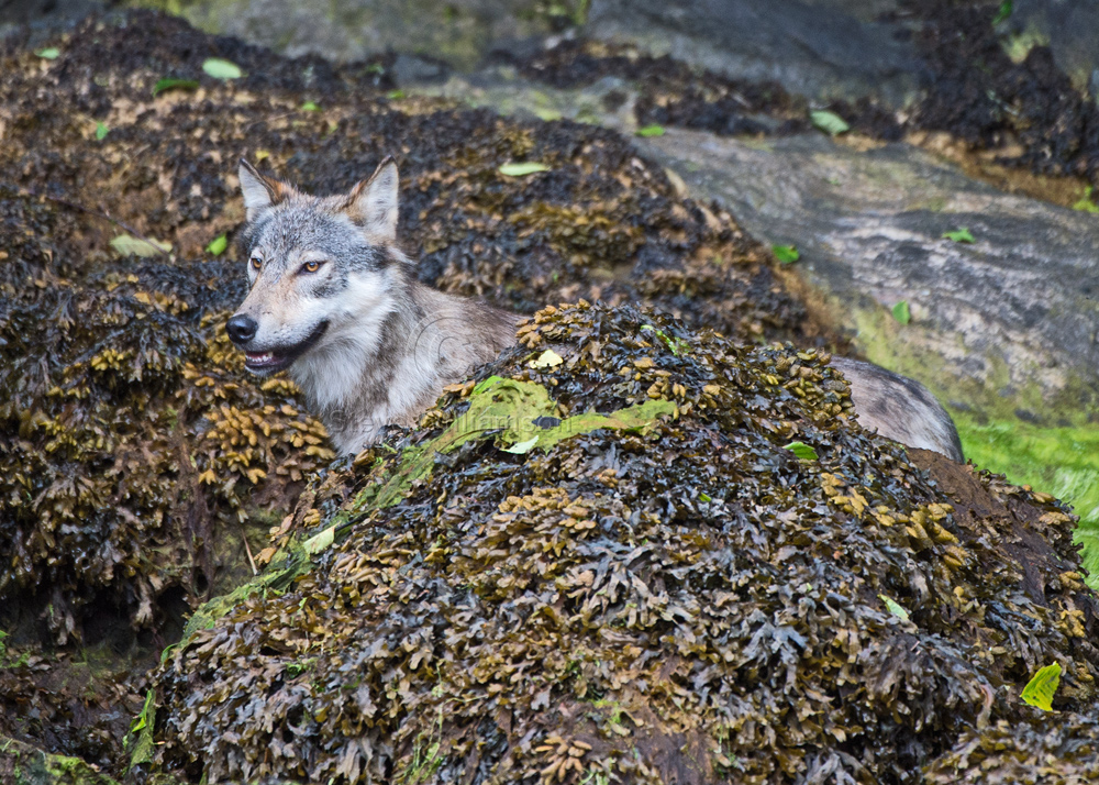 Wolf-Behind-the-Rocks.jpg